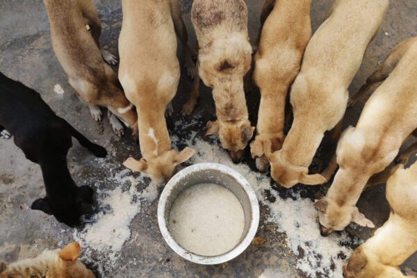 Yamuna Khimtsang community dog feeding