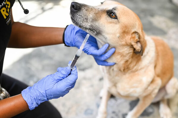 yamuna khimtsang vaccination dog